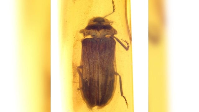 琥珀助完好保存9900万年 恐龙时代萤火虫惊艳现身