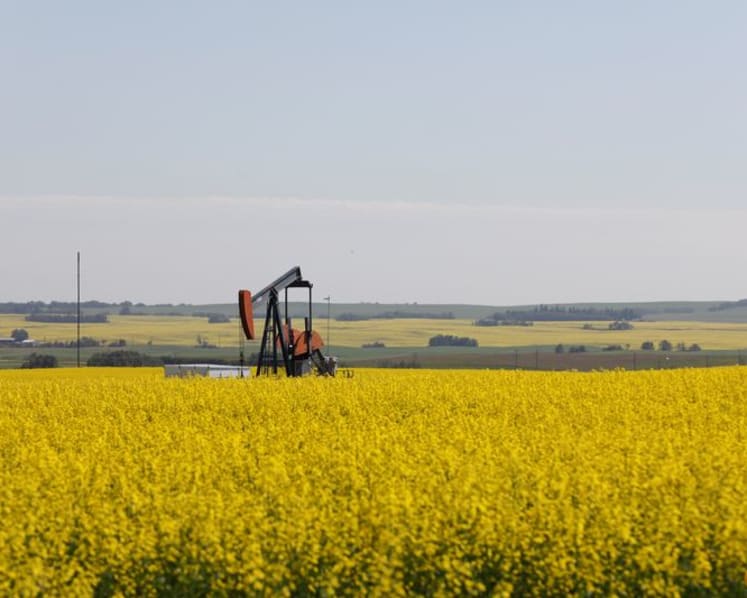 China slaps temporary duties on Canadian canola