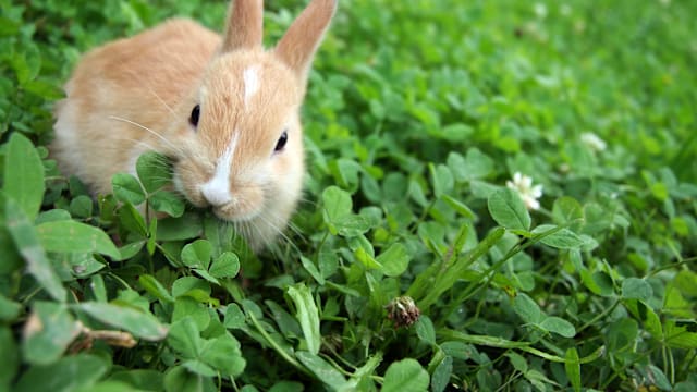 河南一岁童遭兔子咬断指 家长剖兔寻断肢