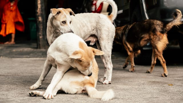 曼谷多区响起狂犬病警报 政府警告：勿碰流浪动物