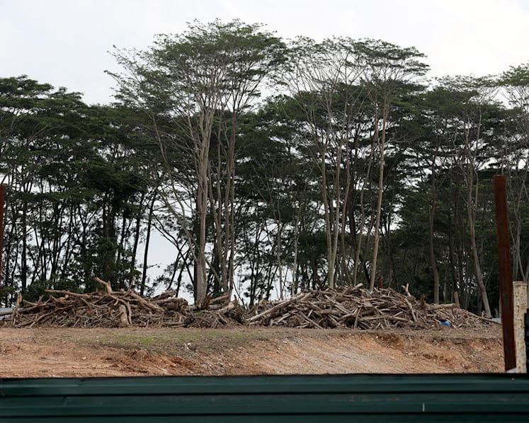 Nature groups welcome facts on Kranji clearing, but say area’s importance to biodiversity shouldn’t be discounted