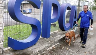 Love them, but not too much: SPCA's longest-serving employee on coping with the ups and downs of handling animals for 46 years