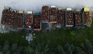 Indonesia palm oil group GAPKI urges government to delay levy hike