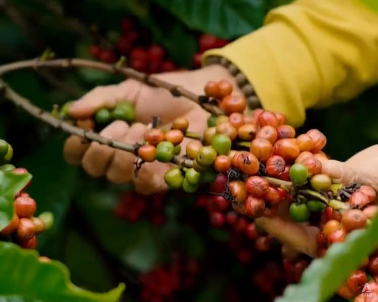Vietnam’s coffee sector braces for compliance challenges under new EU deforestation laws