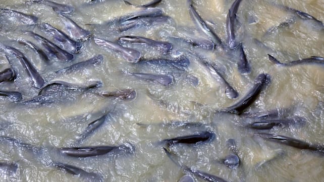 Ribuan ikan Cisadane mati diduga keracunan, amankah untuk dimakan?