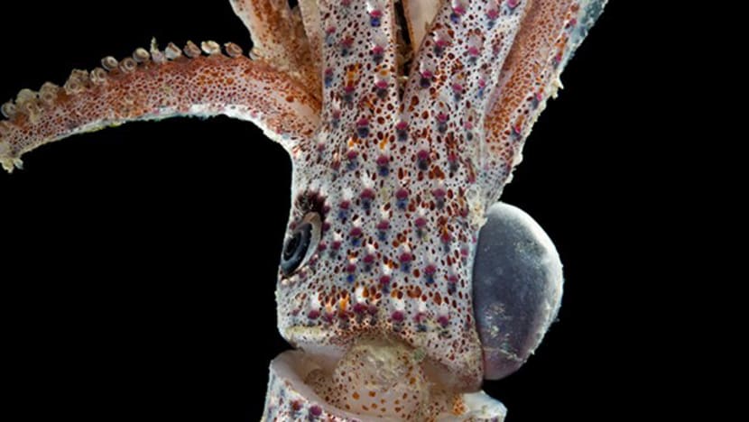 Cock-eyed squid, athletic sea cucumbers uncovered by S'pore and Indonesian researchers off Java