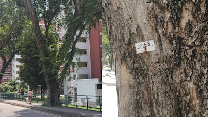 Redhill Residents Fear Mature Trees In The Neighbourhood Are Slated To Be Cut Down, After Spotting New Labels On Trees