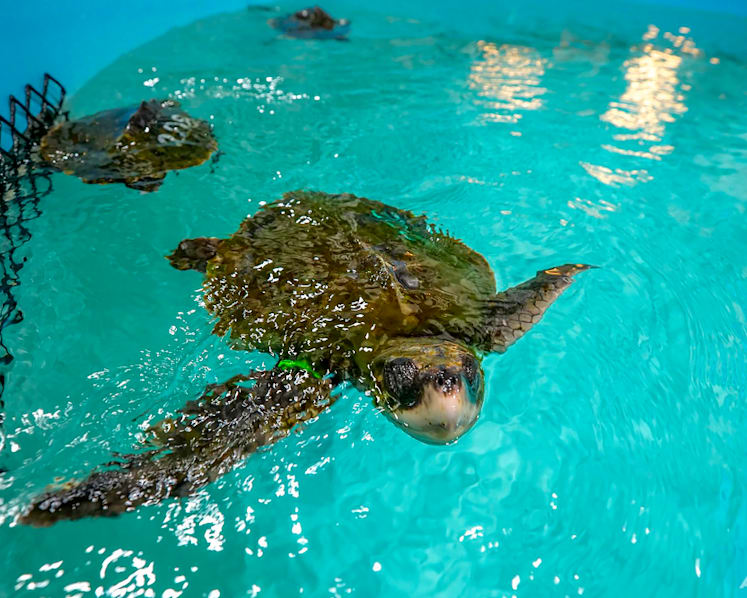 When turtles fly: Cold-stunned animals nursed in Mississippi