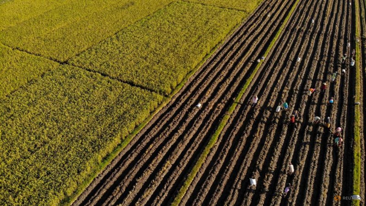 Indonesia's state farm company to invest nearly $500 million to boost rice output