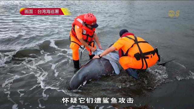 台湾和印尼先后发生鲸鱼搁浅事件