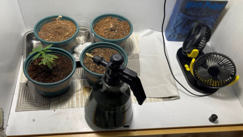 Teen arrested in Yishun after cannabis plant, cultivation attempts found in CNB raid