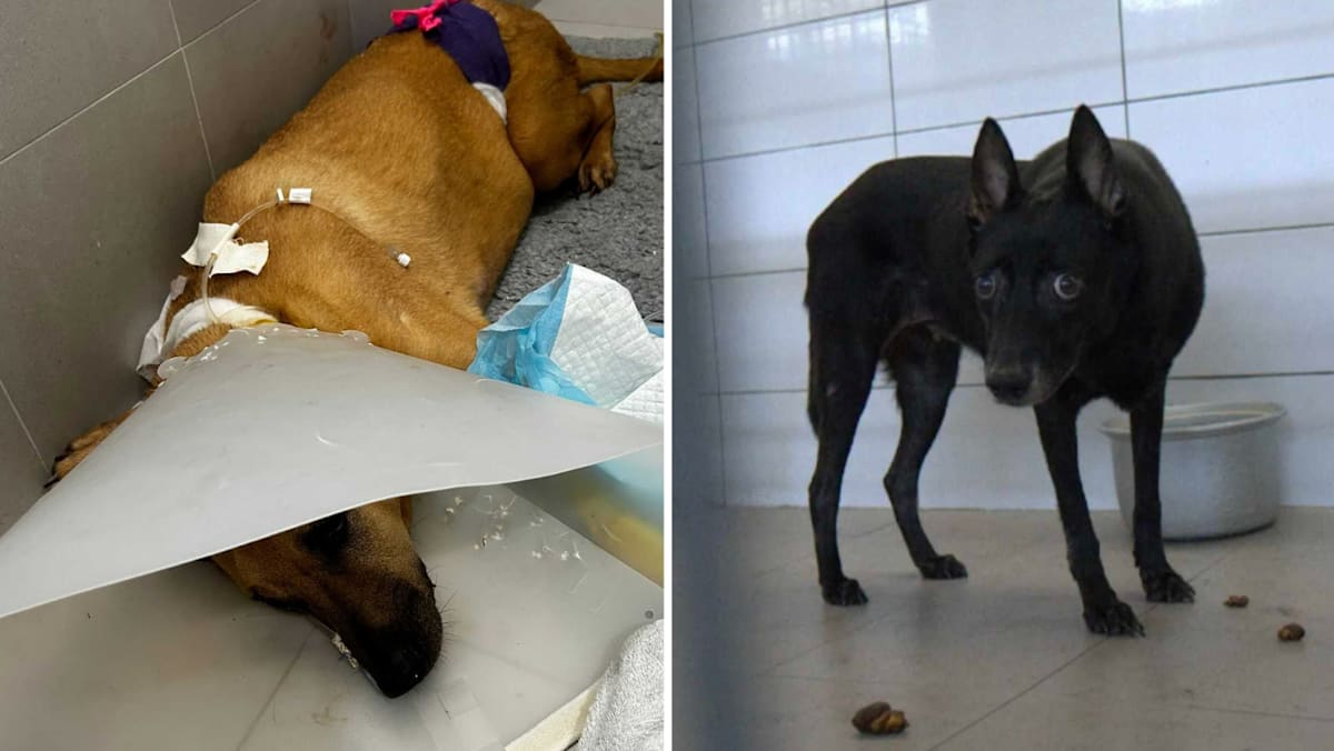 Animal shelter Animal Lovers League loses tenancy after allegations of neglect, unpaid rent