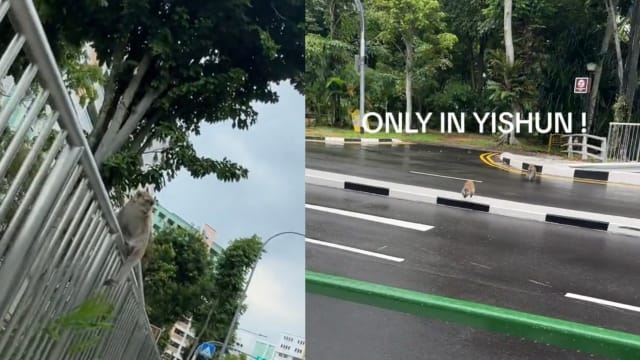 遛狗突遇猴袭击 幸好路过司机鸣笛助脱险