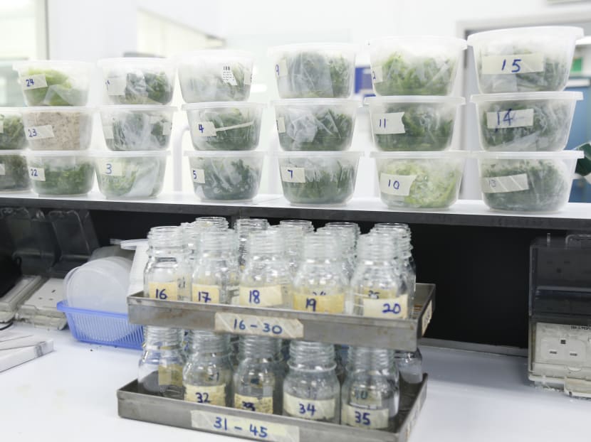 Watching from farm to fork: Keeping food in Singapore safe in the global era Watching from farm to fork: Keeping food in Singapore safe in the global era