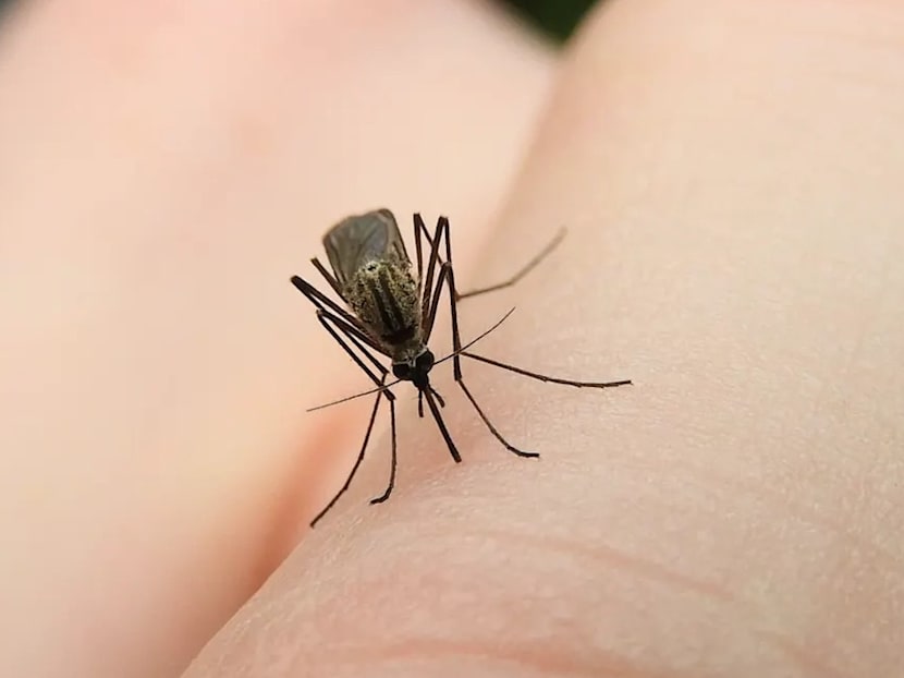 No animals kill more humans than mosquitoes. But getting rid of them would be a mistake
