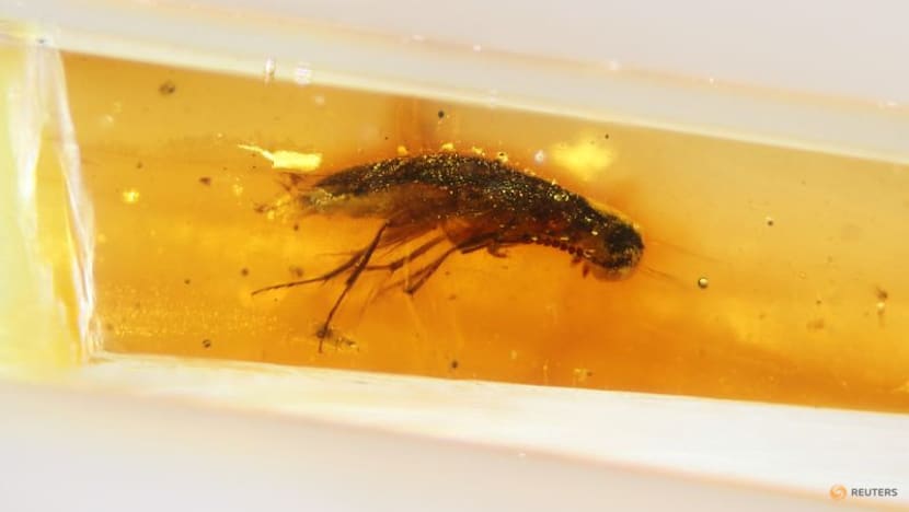 Amber from Ecuador reveals insects from the age of dinosaurs