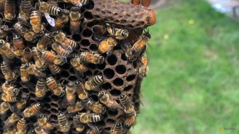 Worker bees build a 'royal palace' for the honeybee queen