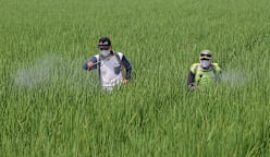 More rice for less methane? This Singapore lab is already seeing success with regional farmers