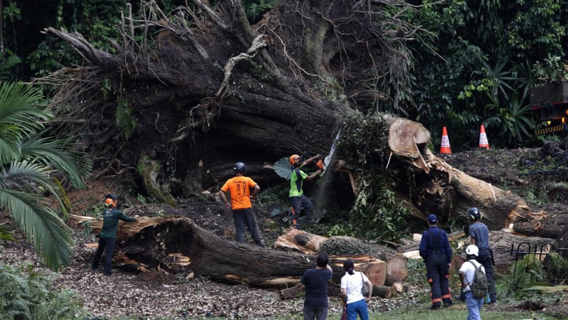 NParks disputes arborists’ diagnosis on tembusu tree in fatal incident