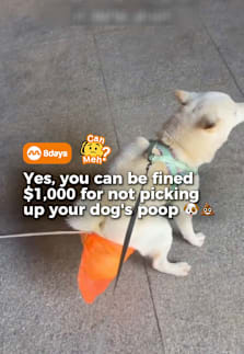 Can you get fined for not picking up your dog’s poo in Singapore? 💩🐶 Yes — and the rules depend on where your dog does its business. From HDB estates and public spaces to national and public parks, dog owners are required to clean up after their pets, with fines of up to S$1,000 in public places and up to S$2,000 in parks. But what about condos, where management can have their own rules too? We break down Singapore’s dog poo laws, the penalties for leaving it behind, and what dog owners should know before heading out for their next walk. #8dayssg #8dayssgtrending #dogpoop #dogowners #sgtiktok 