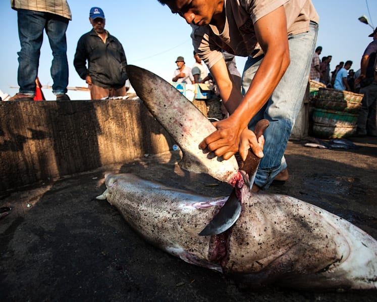 Singapore edging up as world’s second-largest shark’s fin trader