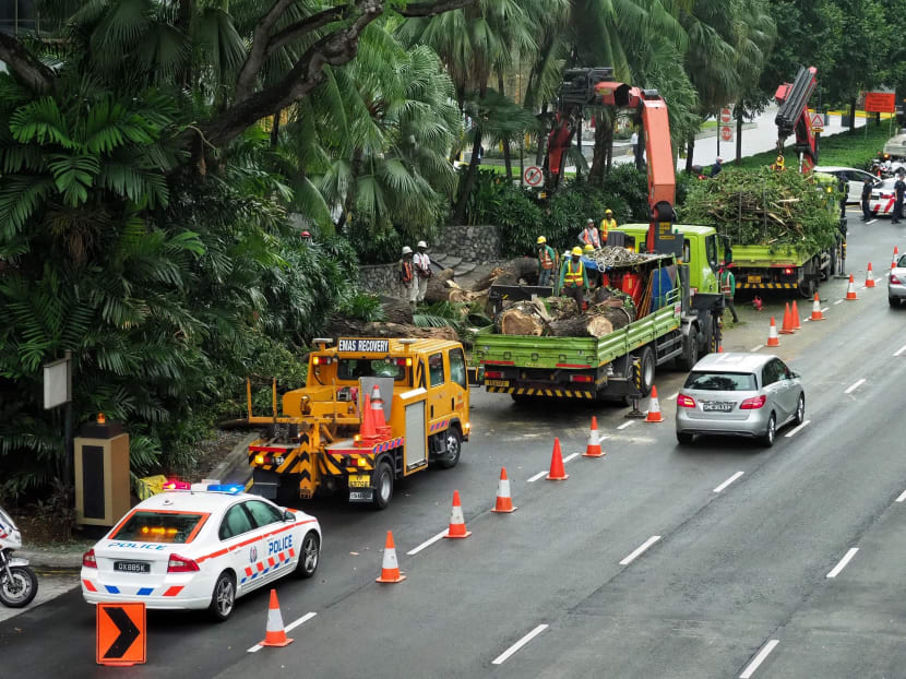 The National Parks Board was notified about the fallen tree at about 3pm on Nov 20, 2019, and it was cleared by around 6pm, TODAY understands.
