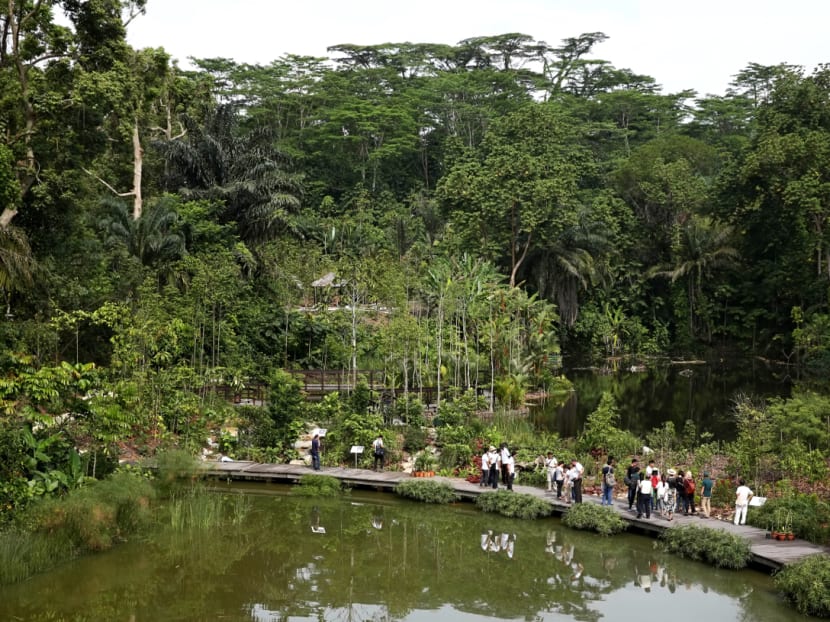 Gallery: New Learning Forest opens at Singapore Botanic Gardens