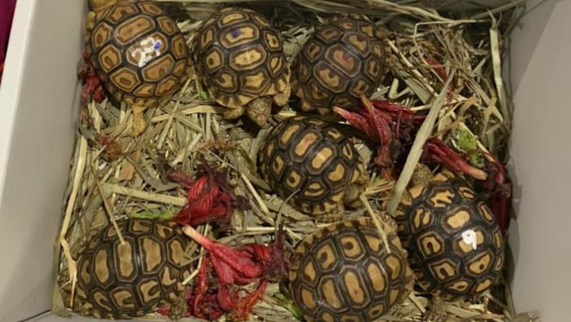 Man jailed for smuggling 7 leopard tortoises in lorry through Woodlands Checkpoint