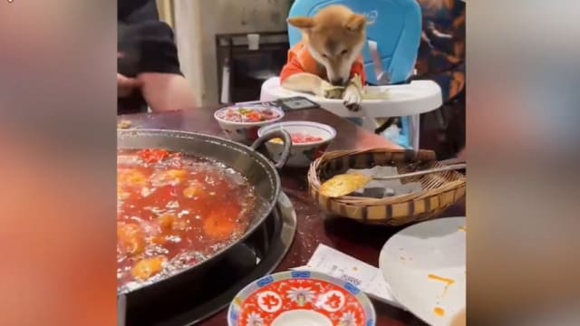 给宠物狗坐儿童椅 西安火锅店遭网民炮轰