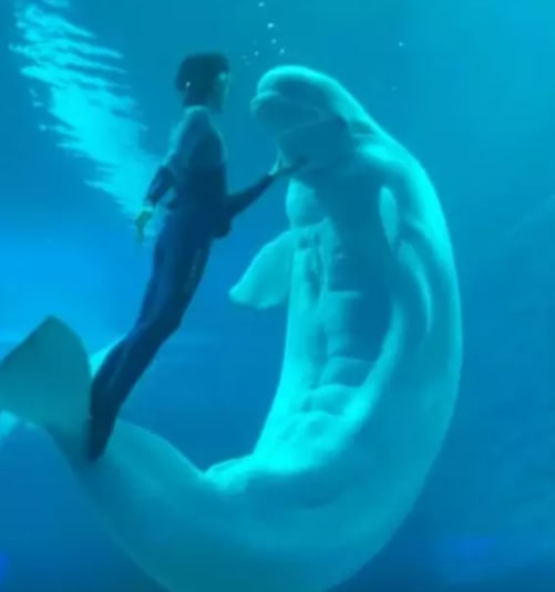 Beluga Whale Shows Off Impressive 18-Pack Abs In Aquarium - 8days