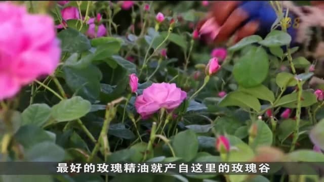 由于气候变化 保加利亚玫瑰收获季比往年提前约一个月