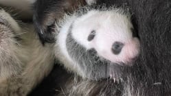 Related article image
