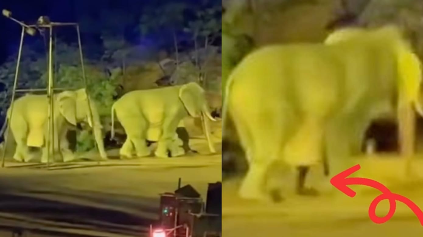 “大象”露人脚引热议 河南景区证实由人扮演