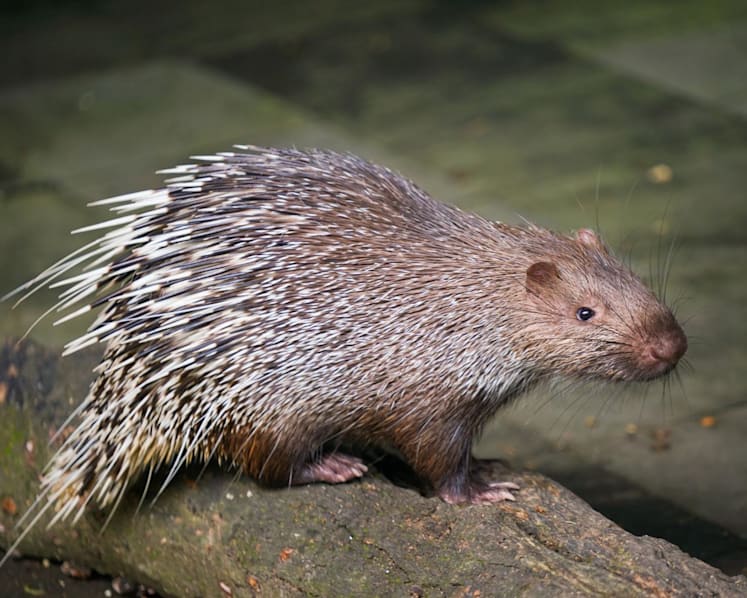 ‘Excessive’ charge: Bali man facing jail over porcupine pets sparks outpour of public support 