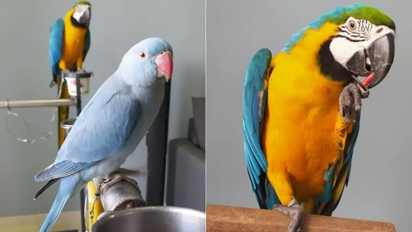 Segala tentang burung kakaktua di hujung jari peminat 'tegar' ini Segala tentang burung kakaktua di hujung jari peminat 'tegar' ini