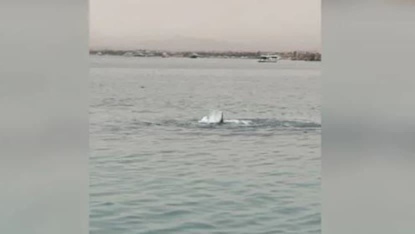 Mesir akan memumiakan jerung yang baham pelancong Rusia