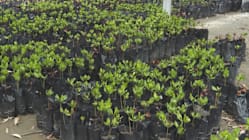 Related article image