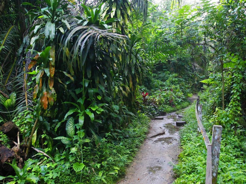 Bukit Timah Nature Reserve to close for restoration