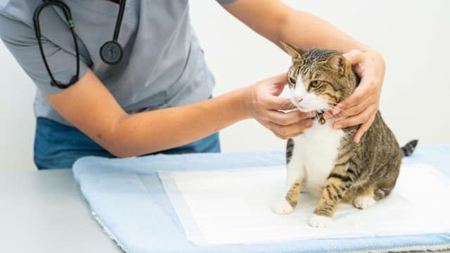 新兽医执业法案公共咨询完成 