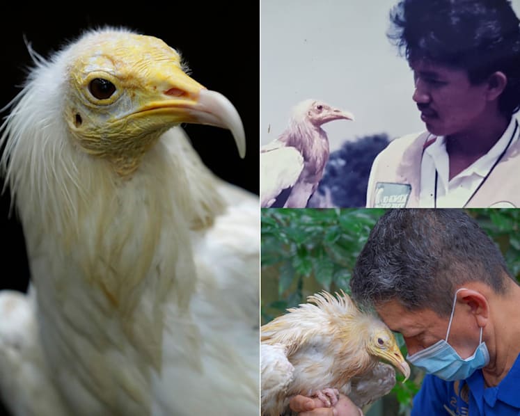 60-year-old Egyptian vulture Rod, oldest bird at Jurong Bird Park, put down ‘on welfare grounds’