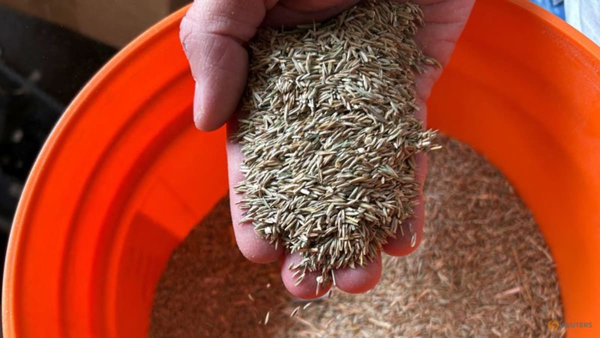 The perfect pitch is the goal for World Cup grass growers