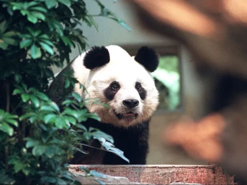 An An, the world’s oldest male giant panda under human care, died at the age of 35. That is the equivalent of 105 human years. 