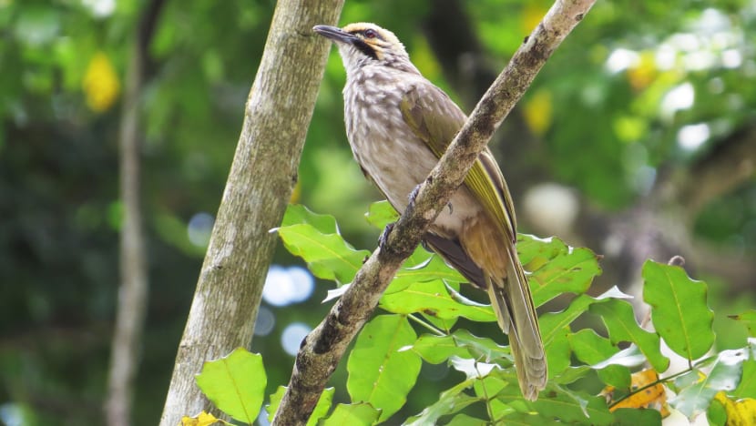 Singapore one of few remaining strongholds for endangered songbird