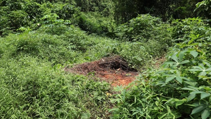 Peti sejuk dibuang di Hutan Clementi akhirnya diangkut selepas setahun