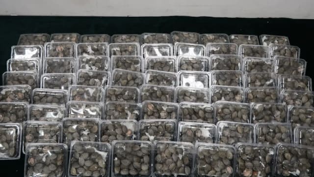 香港海关起获2100多只活龟 男司机被捕