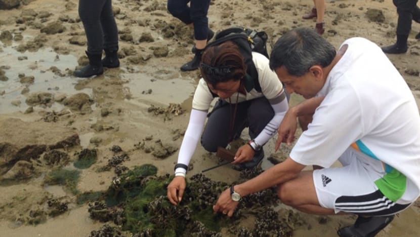 More than 700 coral colonies moved from Semakau Landfill