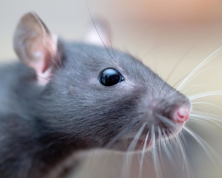 Explainer: What is causing growing rat infestations in S'pore, and what can be done? 