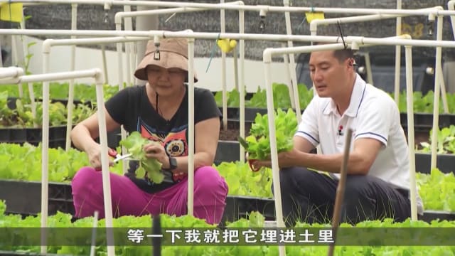 口试练习：居民分享菜园收成