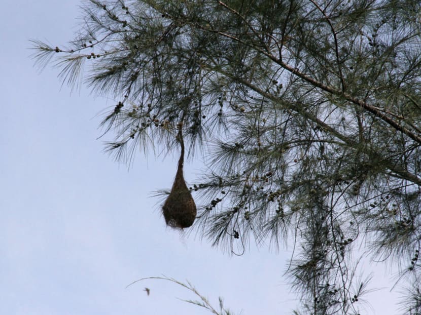 Govt unveils plans to better protect Pulau Ubin