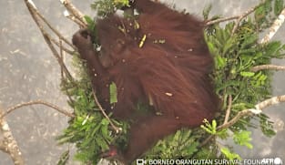 Walking through flames: Orangutans rescued in Indonesia fires